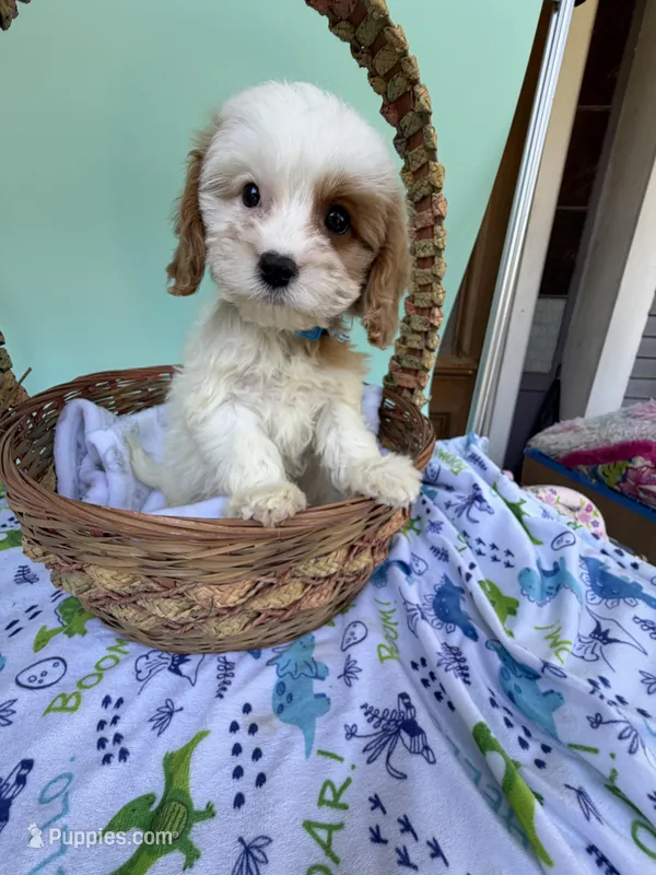 Katy’s Blue Boy – Cavapoo, Poodle - Miniature  puppy for sale in Eatonton, GA