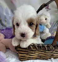 Katy’s Blue Boy, a male Cavapoo and Poodle - Miniature  for sale in Eatonton, GA – Photo 8 of 9