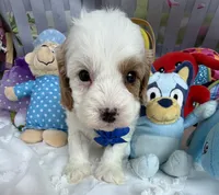 Katy’s Blue Boy, a male Cavapoo and Poodle - Miniature  for sale in Eatonton, GA – Photo 4 of 9