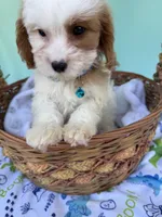Katy’s Blue Boy, a male Cavapoo for sale in Eatonton, GA – Photo 6 of 10