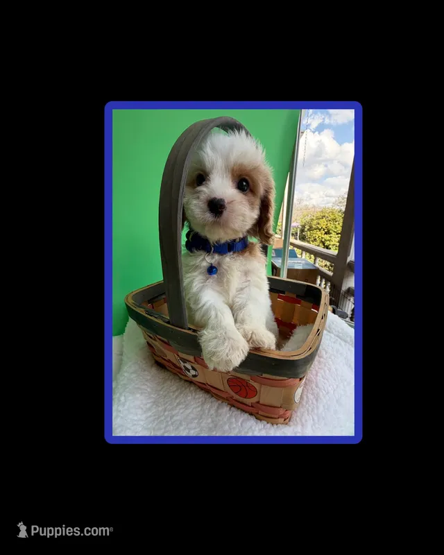 Katy’s Blue Boy – Cavapoo, Poodle - Miniature  puppy for sale in Eatonton, GA
