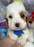 Katy’s Blue Boy, a male Cavapoo and Poodle - Miniature  for sale in Eatonton, GA – Photo 5 of 9