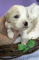 Katy’s Green Boy, a male Cavapoo and Poodle - Miniature  for sale in Eatonton, GA – Photo 2 of 10