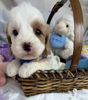 Katy’s Blue Boy, a male Cavapoo and Poodle - Miniature  for sale in Eatonton, GA – Photo 1 of 9