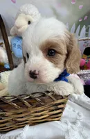 Katy’s Blue Boy, a male Cavapoo and Poodle - Miniature  for sale in Eatonton, GA – Photo 7 of 9