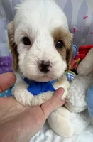 Katy’s Blue Boy, a male Cavapoo and Poodle - Miniature  for sale in Eatonton, GA – Photo 6 of 9