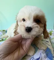 Katy’s Blue Boy, a male Cavapoo for sale in Eatonton, GA – Photo 5 of 10