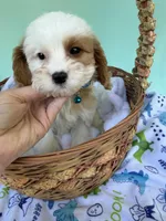 Katy’s Blue Boy, a male Cavapoo for sale in Eatonton, GA – Photo 3 of 10