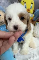 Katy’s Blue Boy, a male Cavapoo and Poodle - Miniature  for sale in Eatonton, GA – Photo 3 of 9