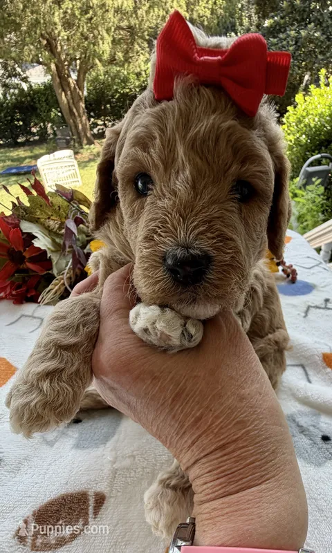 Shirley’s Red Girl – Miniature Goldendoodle puppy for sale in Eatonton, GA