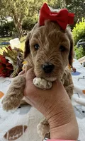Shirley’s Red Girl, a female Miniature Goldendoodle for sale in Eatonton, GA – 1 of 7