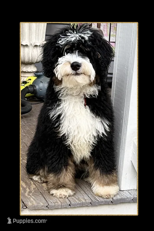 Bodie – Miniature Bernedoodle puppy for sale in Eatonton, GA