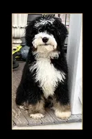 Bodie, a male Miniature Bernedoodle for sale in Eatonton, GA – 1 of 2