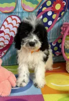 Hailey’s Orange Boy, a male Cavapoo for sale in Eatonton, GA – 4 of 9