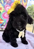 Peaches’ Yellow Girl, a female Cavapoo for sale in Eatonton, GA – Photo 8 of 10