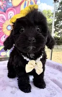 Peaches’ Yellow Girl, a female Cavapoo for sale in Eatonton, GA – Photo 7 of 10