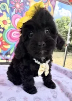 Peaches’ Yellow Girl, a female Cavapoo for sale in Eatonton, GA – Photo 10 of 10