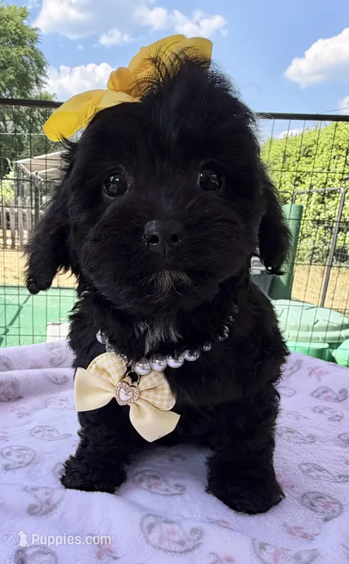 Peaches’ Yellow Girl – Cavapoo puppy for sale in Eatonton, GA