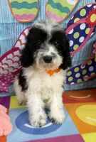 Hailey’s Orange Boy, a male Cavapoo for sale in Eatonton, GA – 3 of 9