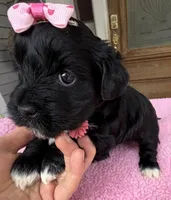 Trixie’s Black/White Girl, a female Yorkipoo for sale in Eatonton, GA – Photo 3 of 10