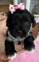 Trixie’s Black/White Girl, a female Yorkipoo for sale in Eatonton, GA – Photo 7 of 10