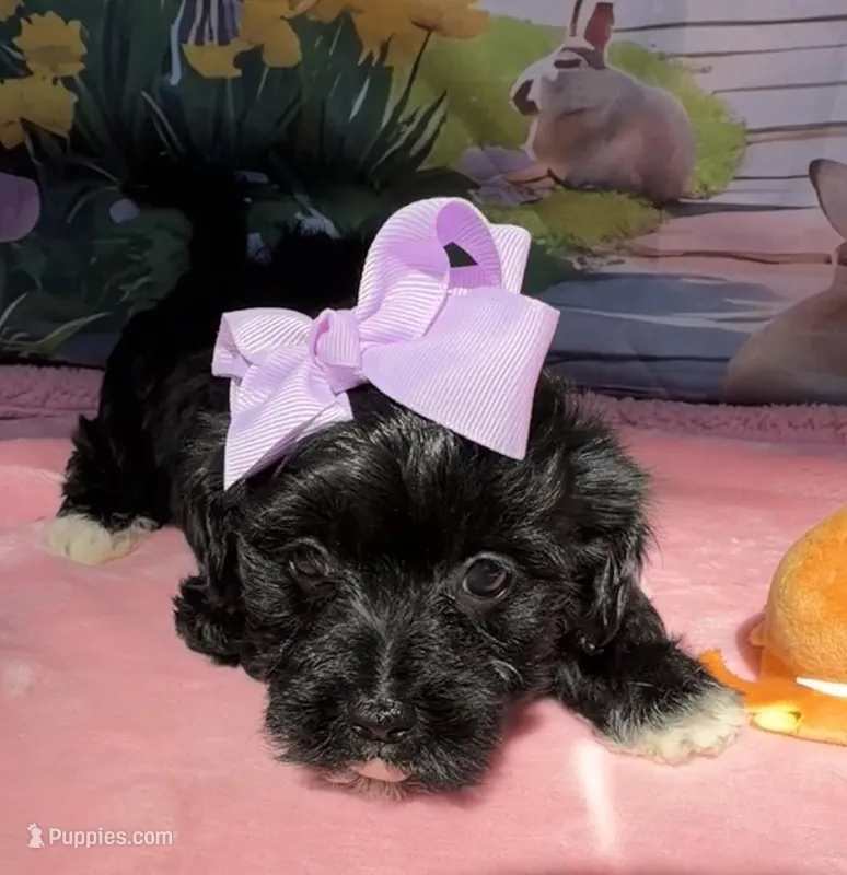 Trixie’s Black/White Girl – Yorkipoo puppy for sale in Eatonton, GA