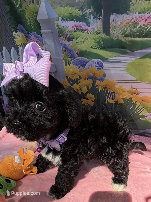 Trixie’s Black/White Girl – Yorkipoo puppy for sale in Eatonton, GA