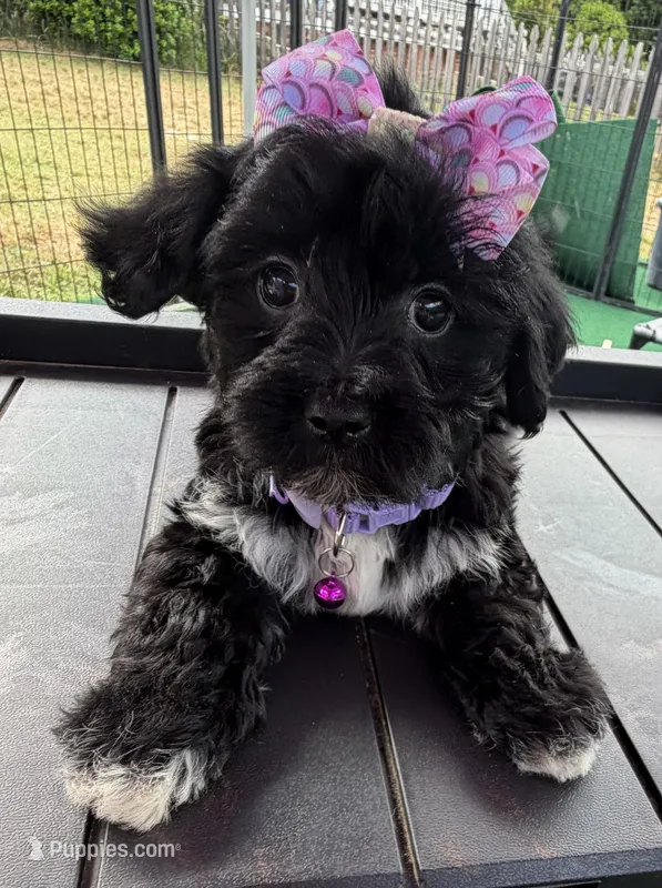 Trixie’s Black/White Girl – Yorkipoo puppy for sale in Eatonton, GA