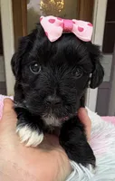 Trixie’s Black/White Girl, a female Yorkipoo for sale in Eatonton, GA – Photo 4 of 10