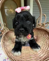 Trixie’s Black/White Girl, a female Yorkipoo for sale in Eatonton, GA – Photo 8 of 10