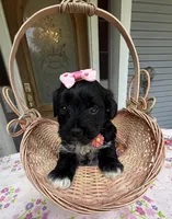 Trixie’s Black/White Girl, a female Yorkipoo for sale in Eatonton, GA – Photo 5 of 10