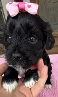 Trixie’s Black/White Girl, a female Yorkipoo for sale in Eatonton, GA – Photo 6 of 10