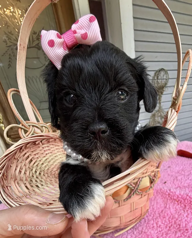 Trixie’s Black/White Girl – Yorkipoo puppy for sale in Eatonton, GA