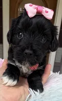 Trixie’s Black/White Girl, a female Yorkipoo for sale in Eatonton, GA – Photo 2 of 10