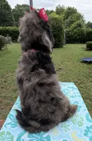 Gabby’s Merle Girl. Reduced!, a female Miniature Bernedoodle for sale in Eatonton, GA – 7 of 7