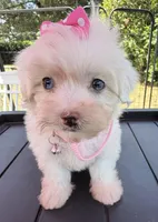 Dolly’s teacup White Blue eyed girl, a female Maltipoo for sale in Eatonton, GA – Photo 9 of 10
