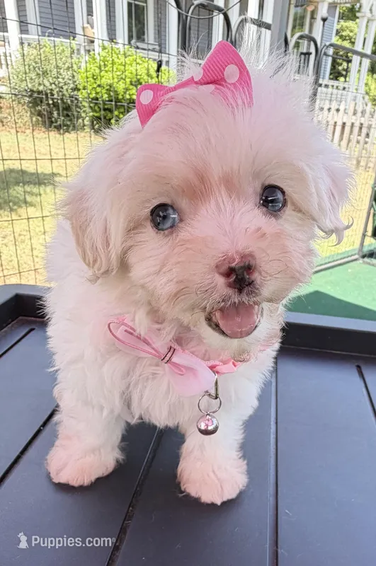 Dolly’s teacup White Blue eyed girl – Maltipoo puppy for sale in Eatonton, GA