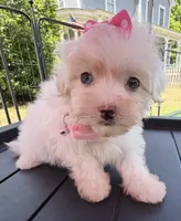 Dolly’s teacup White Blue eyed girl, a female Maltipoo for sale in Eatonton, GA – Photo 7 of 10