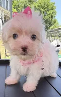Dolly’s teacup White Blue eyed girl, a female Maltipoo for sale in Eatonton, GA – Photo 3 of 10