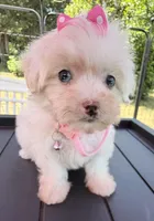 Dolly’s teacup White Blue eyed girl, a female Maltipoo for sale in Eatonton, GA – Photo 8 of 10
