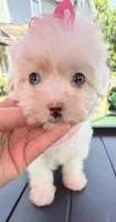 Dolly’s teacup White Blue eyed girl, a female Maltipoo for sale in Eatonton, GA – Photo 4 of 10