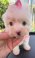 Dolly’s teacup White Blue eyed girl, a female Maltipoo for sale in Eatonton, GA – Photo 6 of 10