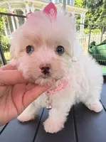 Dolly’s teacup White Blue eyed girl, a female Maltipoo for sale in Eatonton, GA – Photo 5 of 10