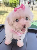 Dolly’s teacup White Blue eyed girl, a female Maltipoo for sale in Eatonton, GA – Photo 2 of 10