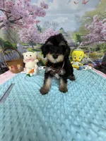 Trendy’s Brown Boy, a female Schnoodle for sale in Eatonton, GA – 8 of 10