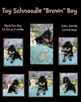 Trendy’s Brown Boy, a female Schnoodle for sale in Eatonton, GA – 9 of 10