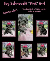 Trendy’s Tiny  Pink Girl Blue eye, a female Schnoodle for sale in Eatonton, GA – 8 of 9