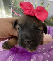 Lainey’s Pink Girl, a female Maltipoo for sale in Eatonton, GA – Photo 3 of 9