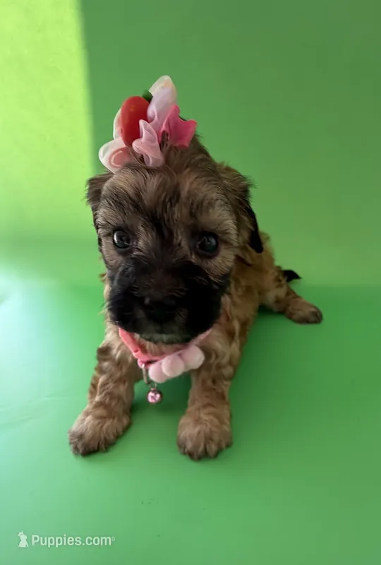 Lainey’s Pink Girl with Video – Maltipoo puppy for sale in Eatonton, GA