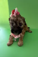 Lainey’s Pink Girl with Video, a female Maltipoo for sale in Eatonton, GA – Photo 1 of 10